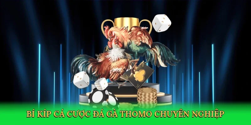 Bí kíp cá cược đá gà Thomo chuyên nghiệp