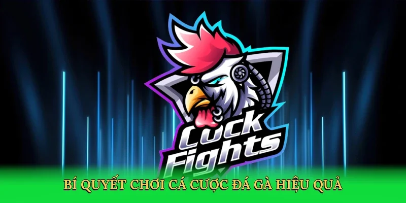 Bí quyết chơi cá cược đá gà hiệu quả