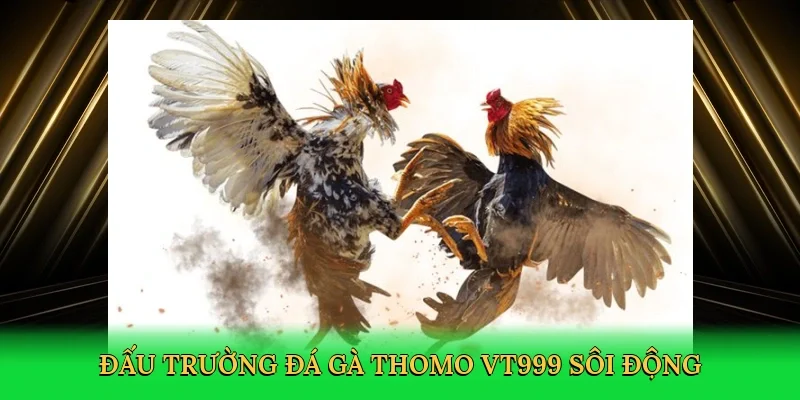 Đấu trường đá gà Thomo VT999 sôi động