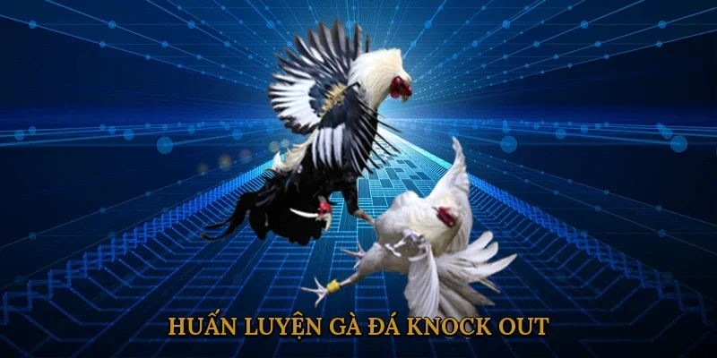 huan-luyen-ga-da-knock-out-1