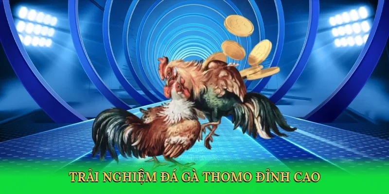 Trải nghiệm đá gà Thomo đỉnh cao
